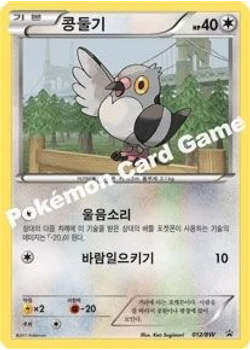 콩둘기