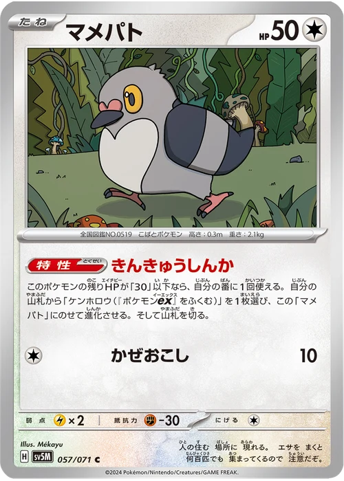 マメパト